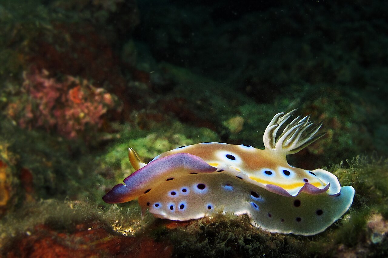 Sea slug