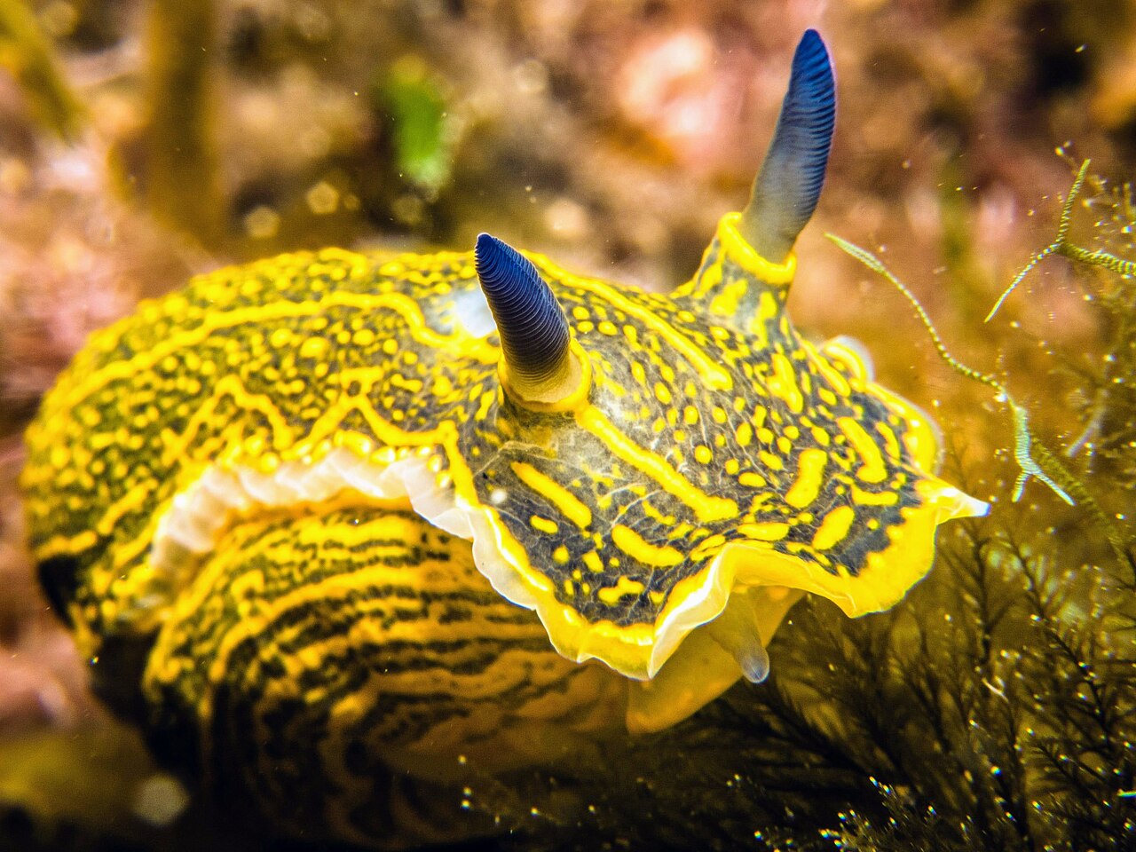 Sea slug