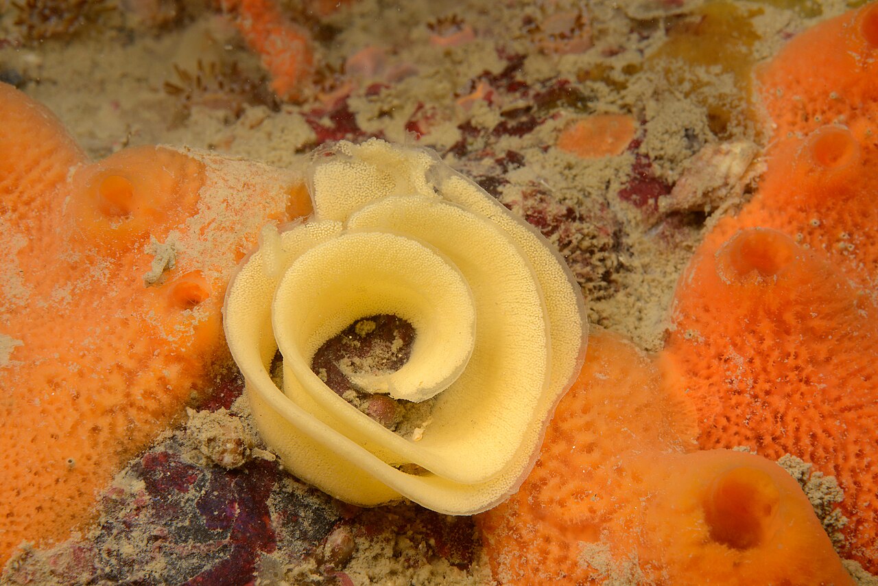 Sea slug