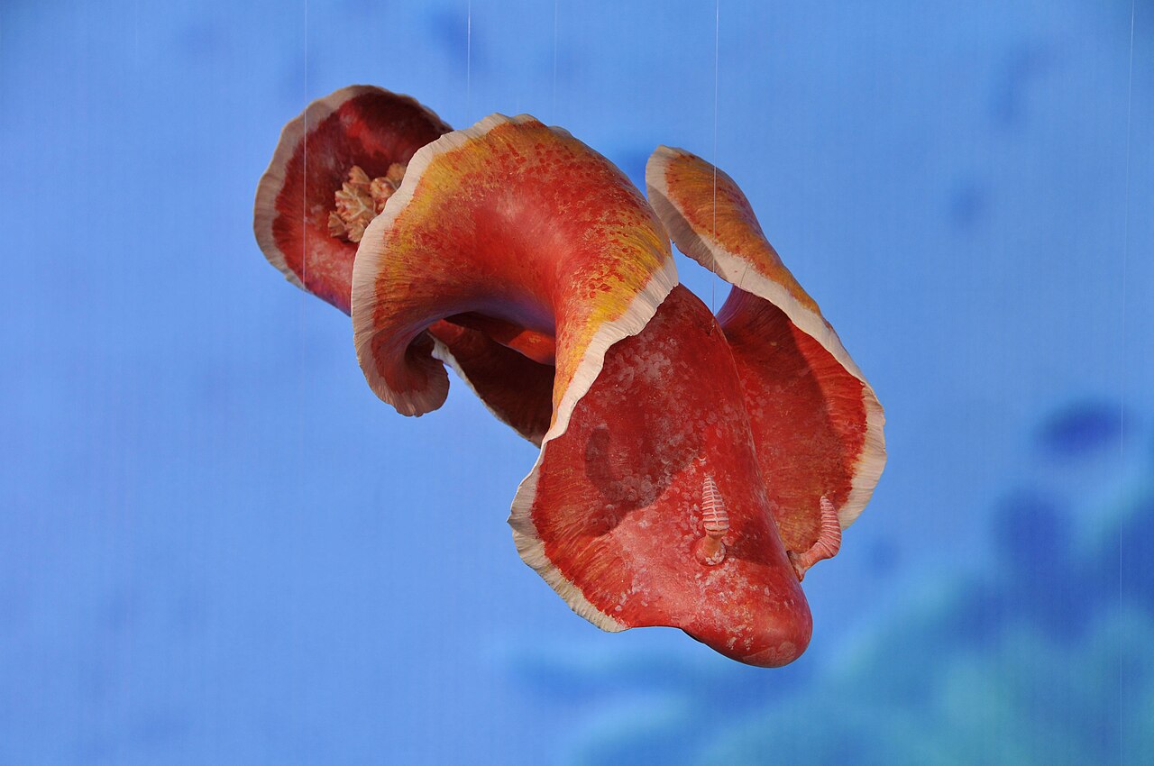 Sea slug