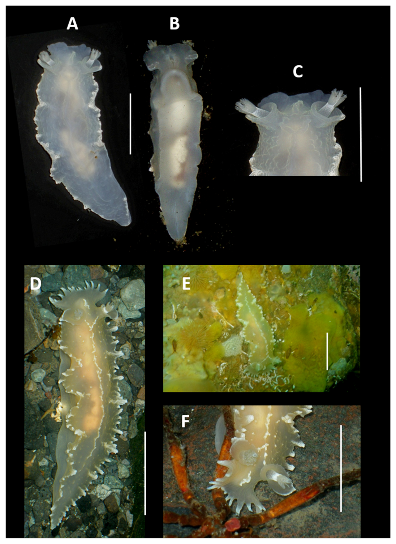 Sea slug