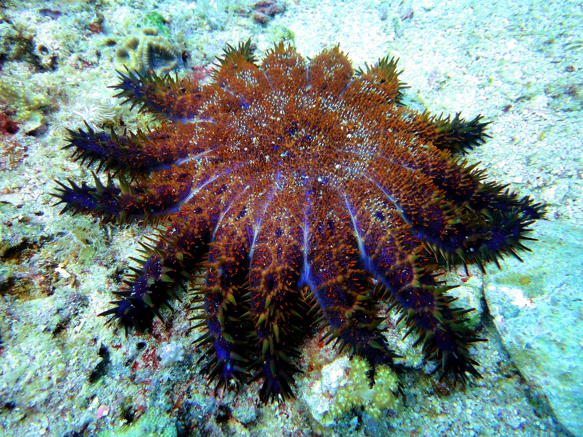 Sea stars