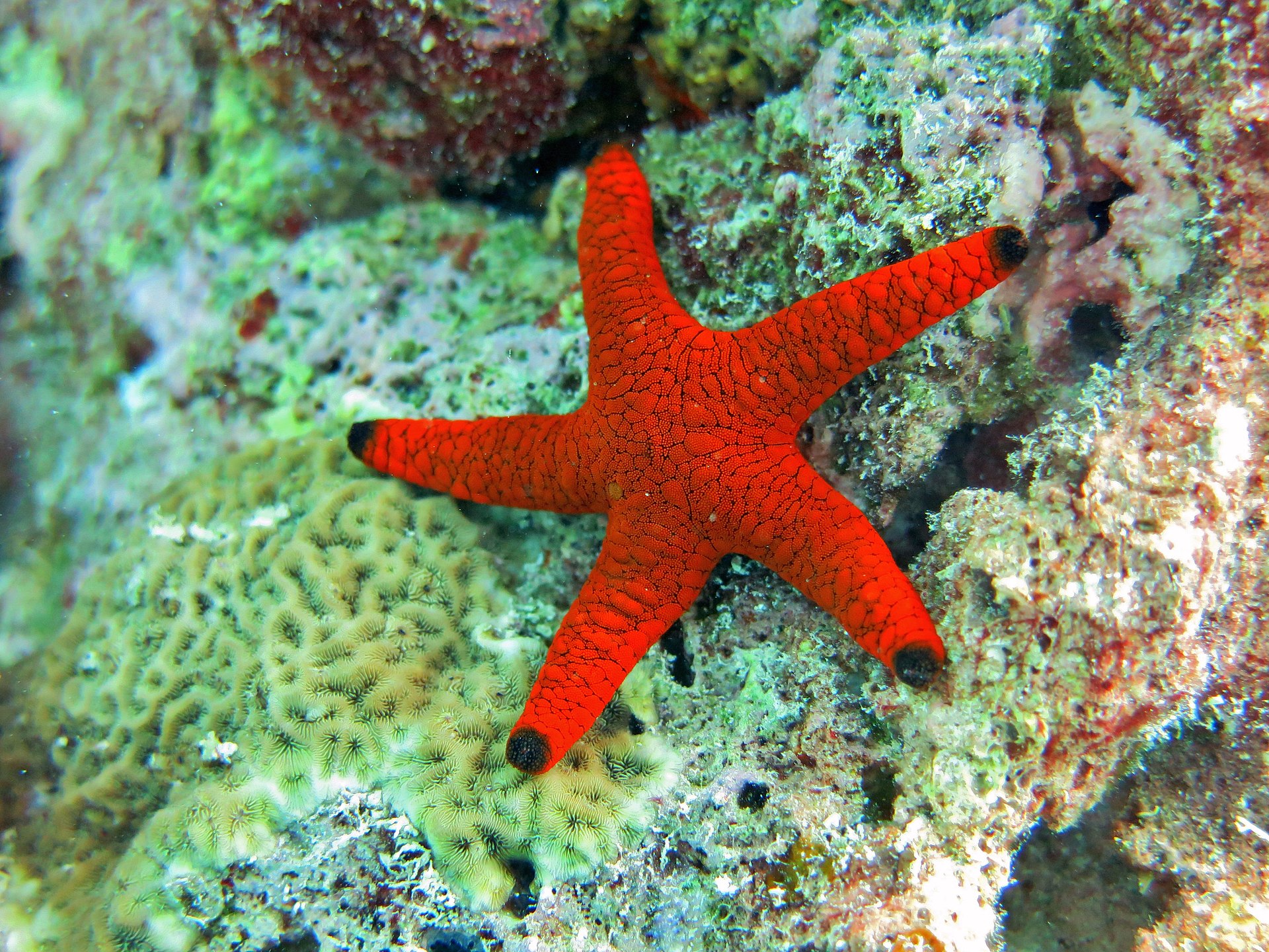 Sea stars