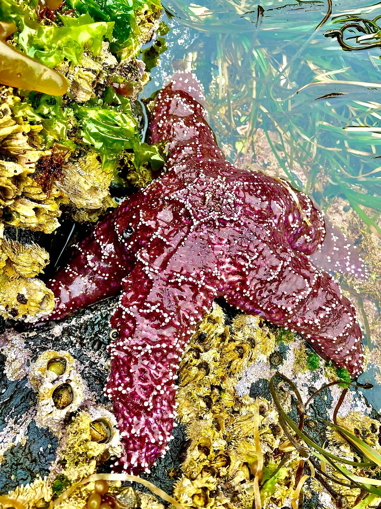 Sea stars