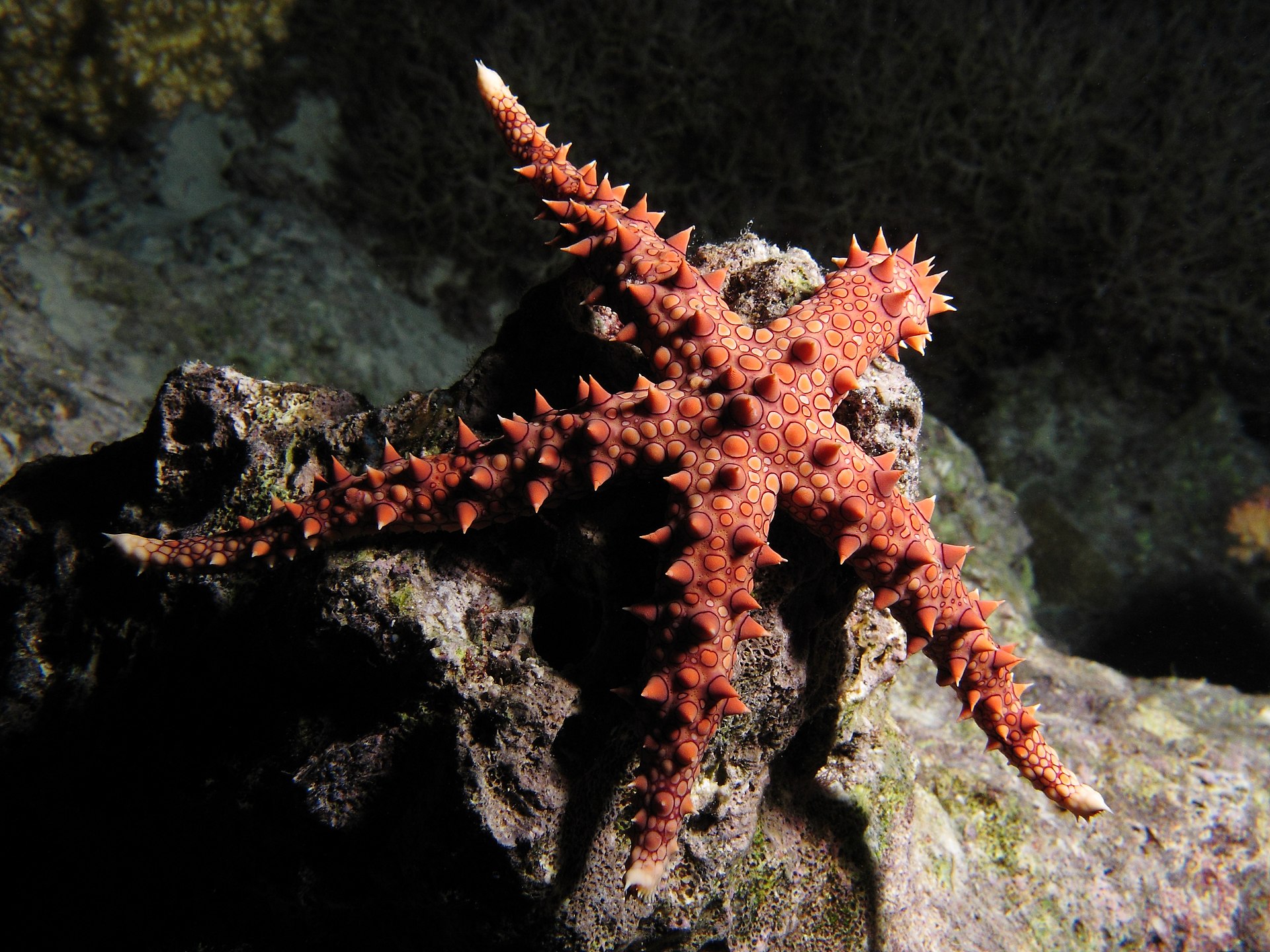 Sea stars