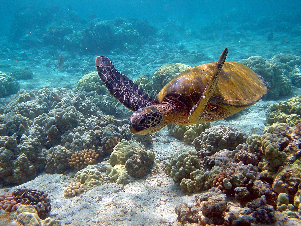 Sea turtle (historical)