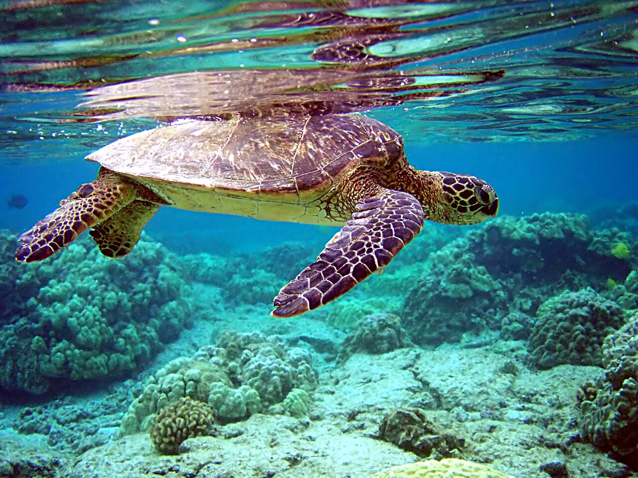 Sea turtle (historical)
