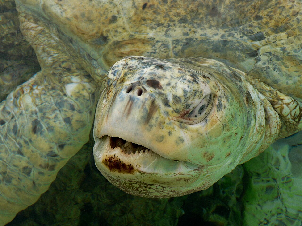 Sea turtle (historical)