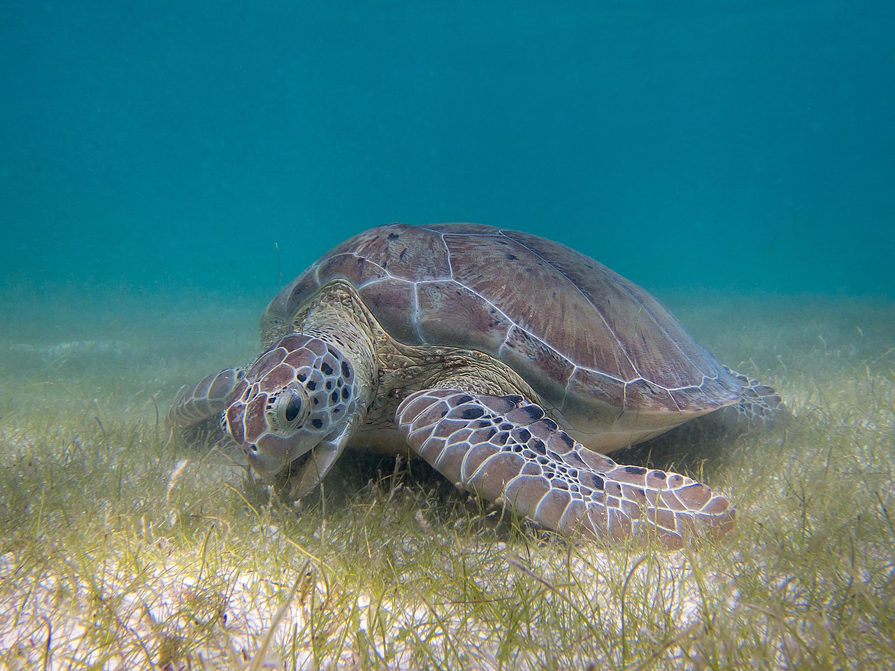 Sea turtle (historical)