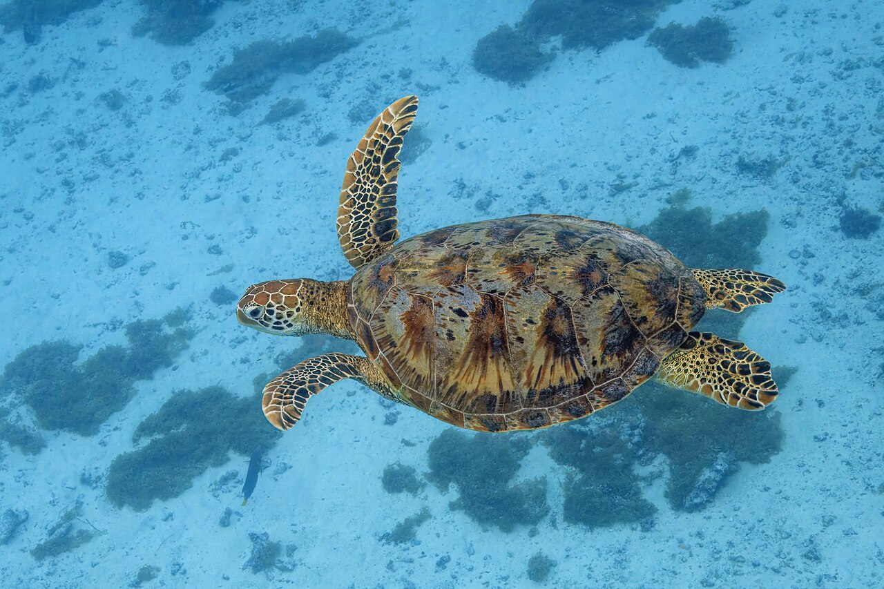 Sea turtle (historical)