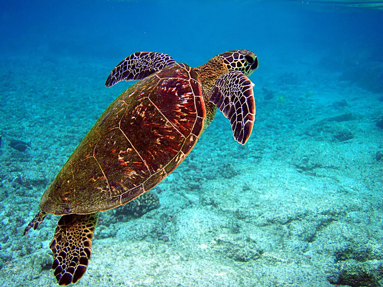 Sea turtle (historical)