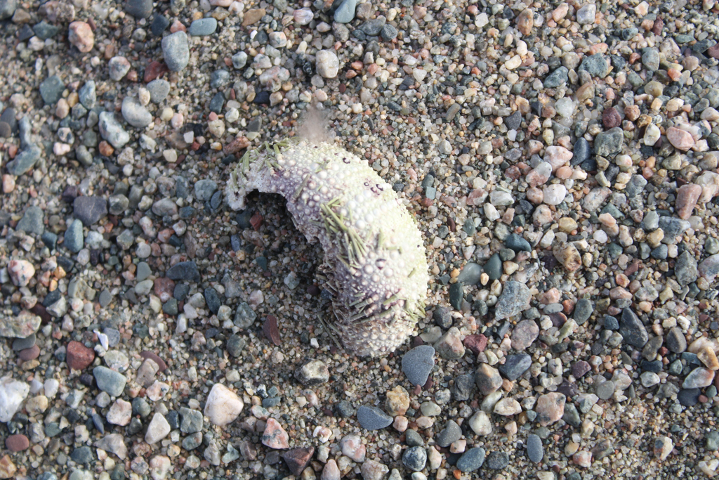 Sea urchin (generic)