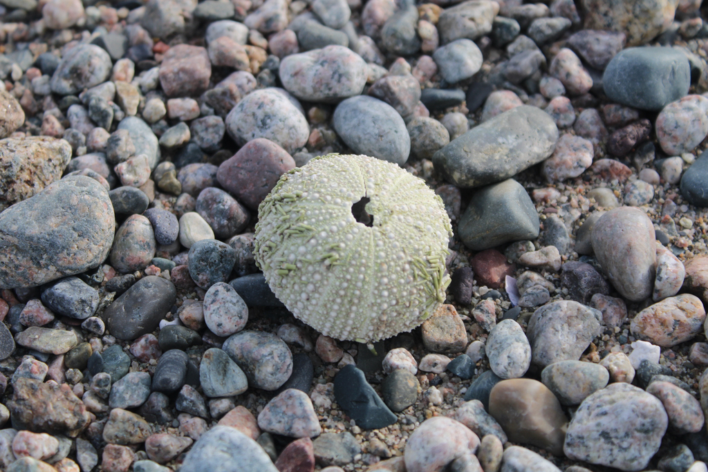 Sea urchin (generic)