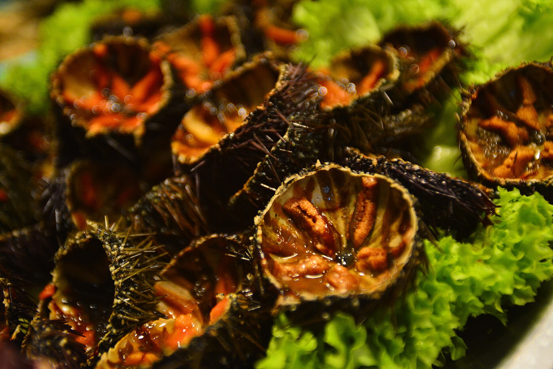 Sea Urchins
