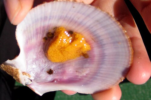 Sea Urchins