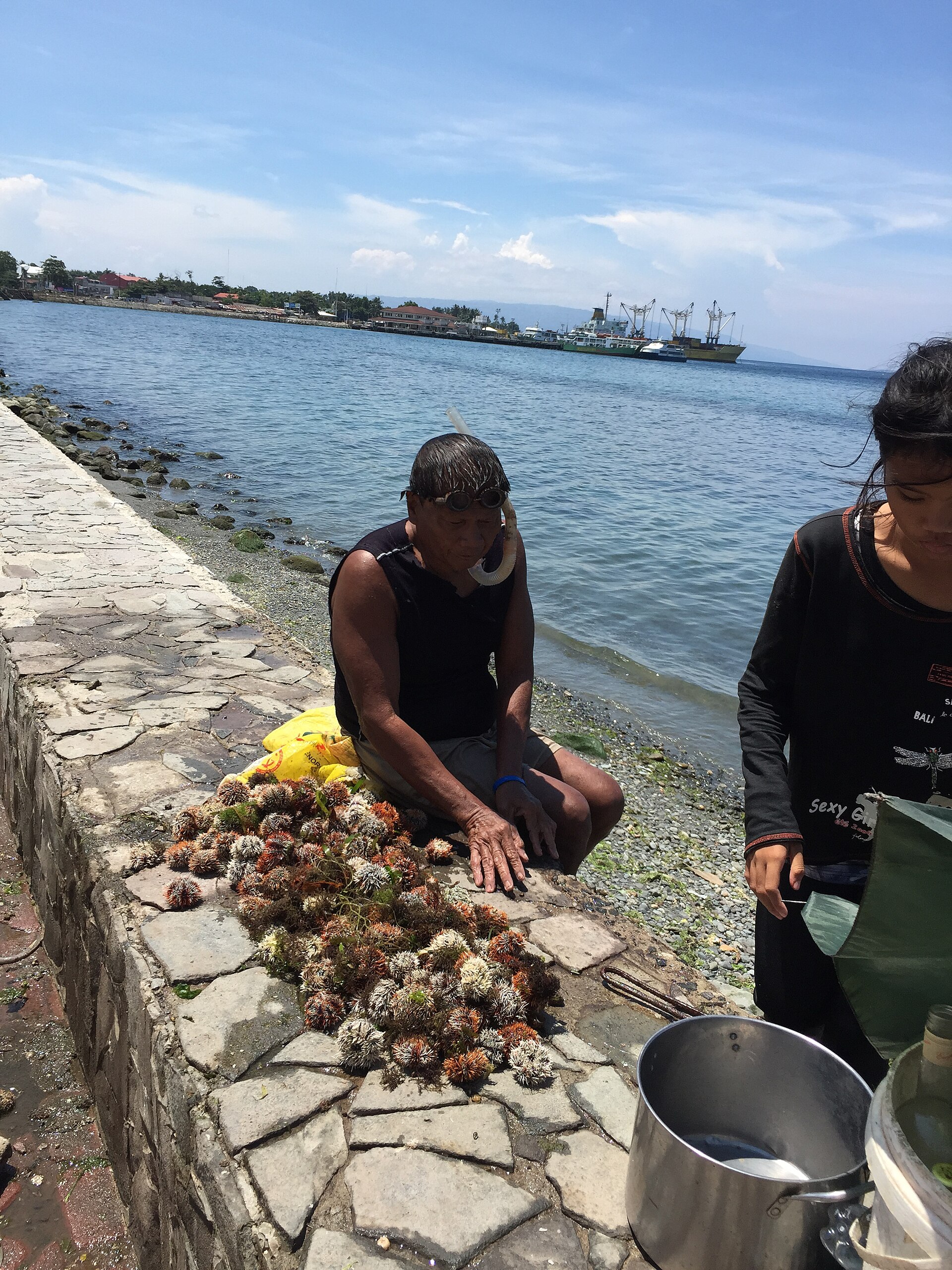 Sea Urchins