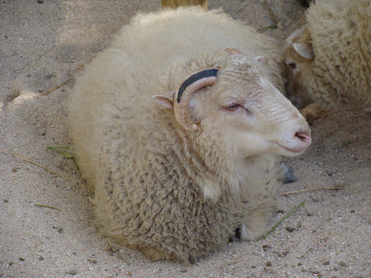 Sheep