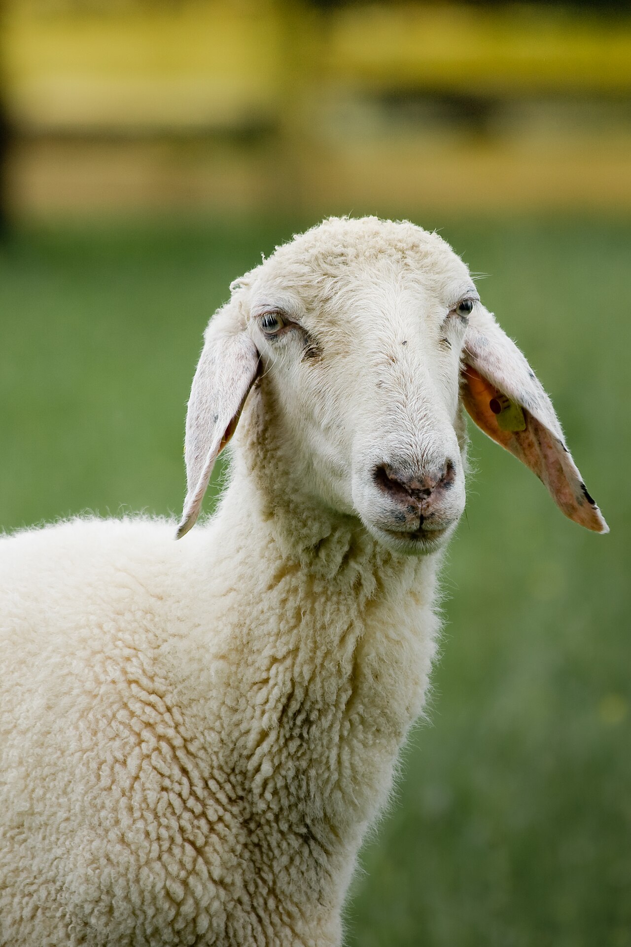 Sheep