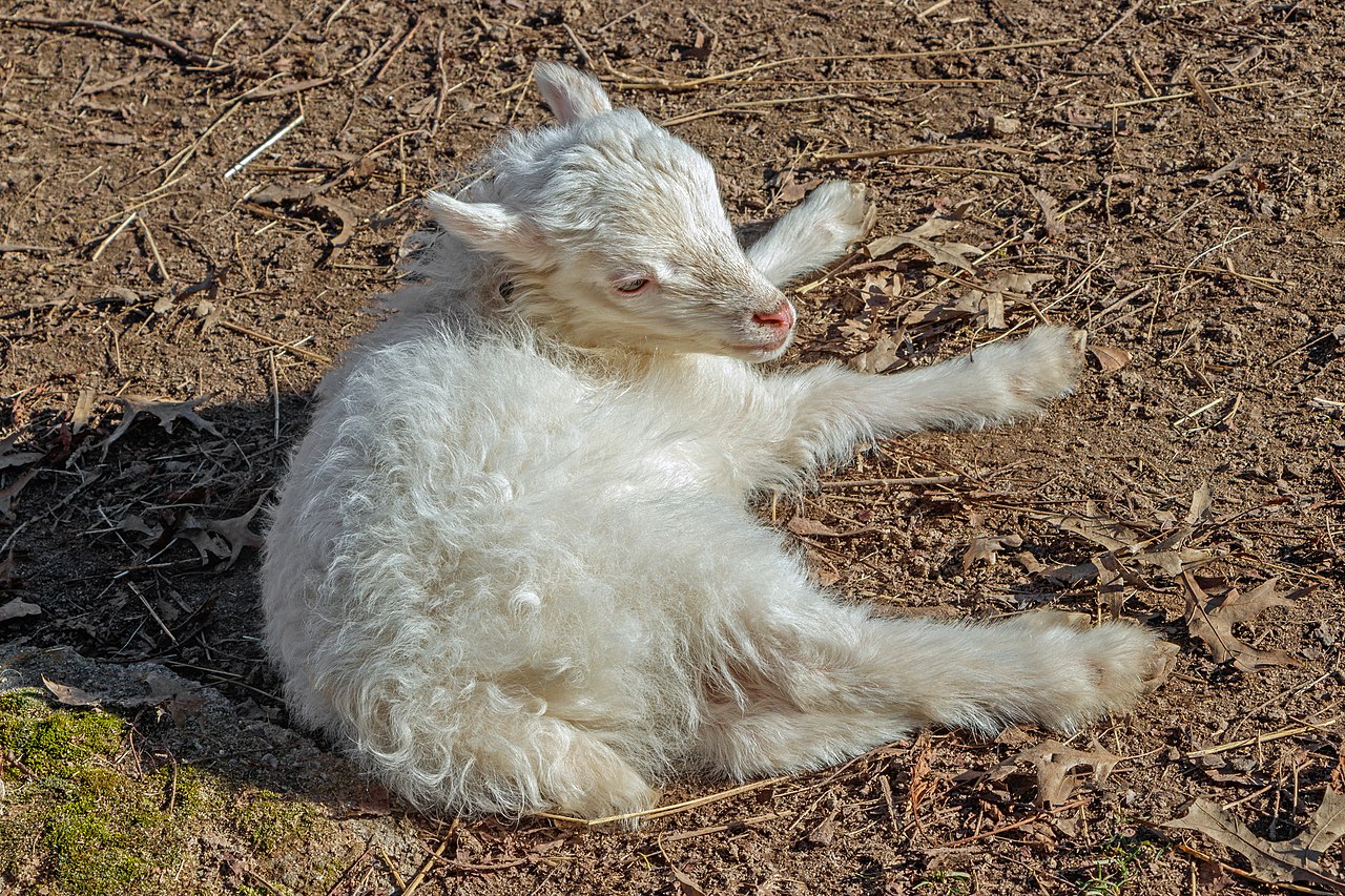 Sheep