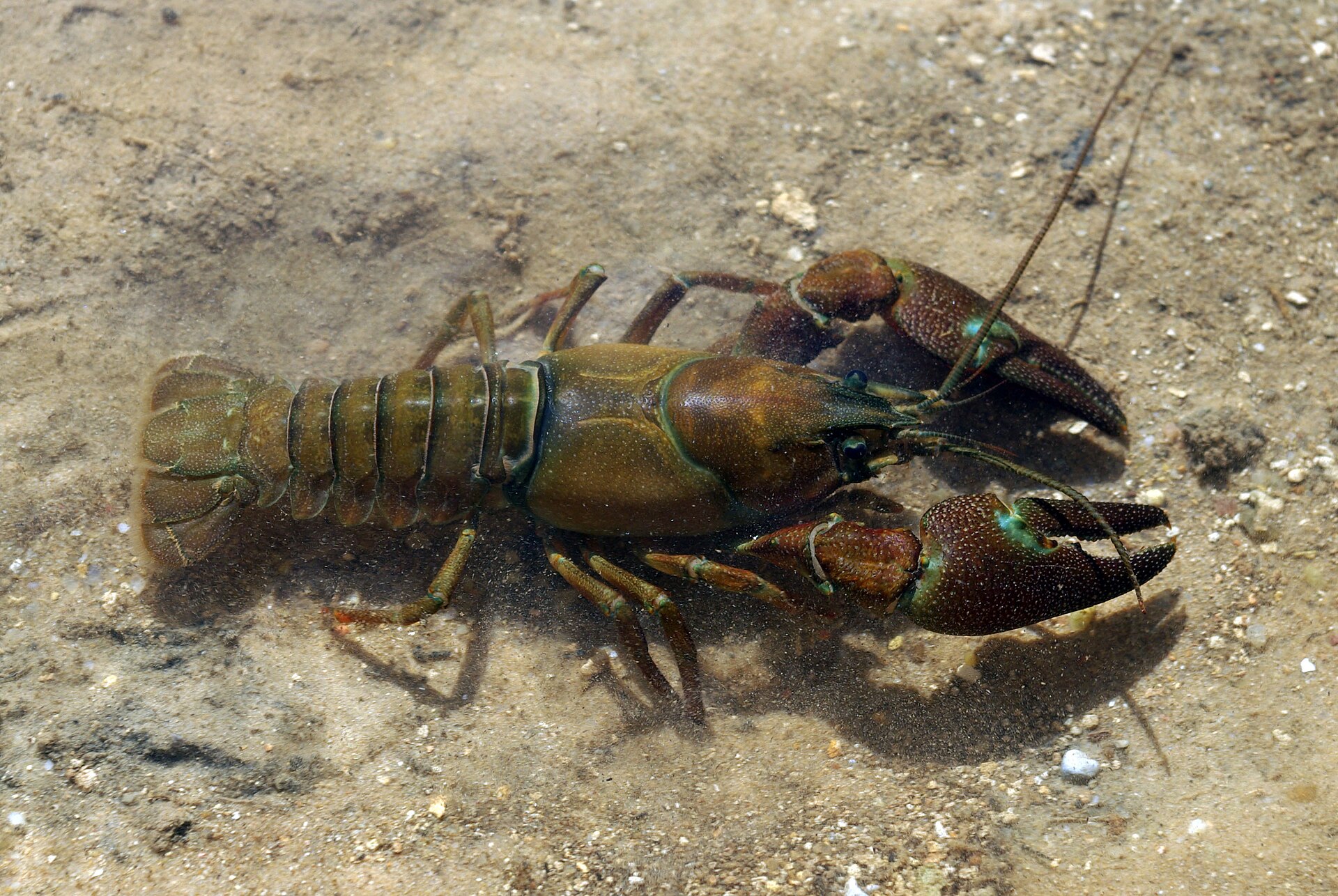 Signal crayfish