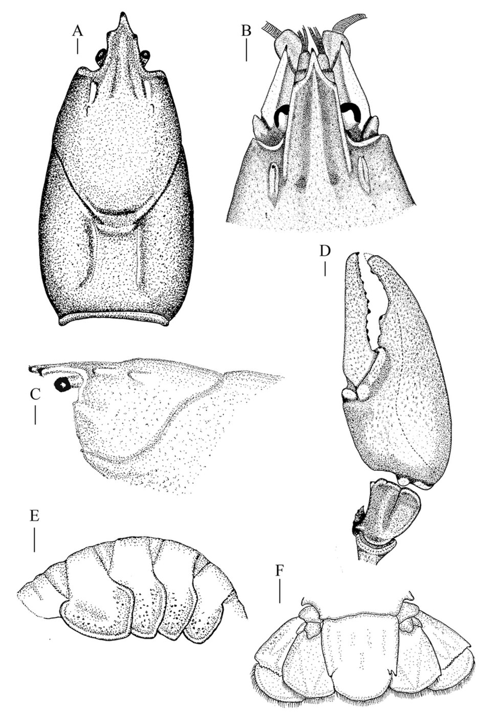Signal crayfish