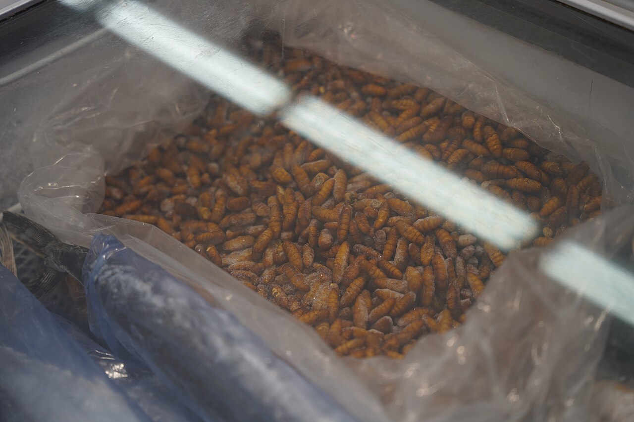 Silkworm pupae