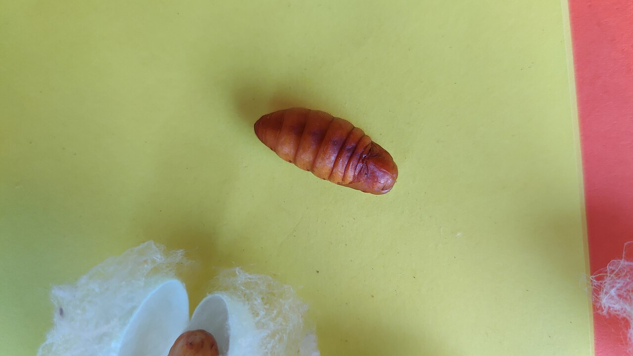 Silkworm pupae
