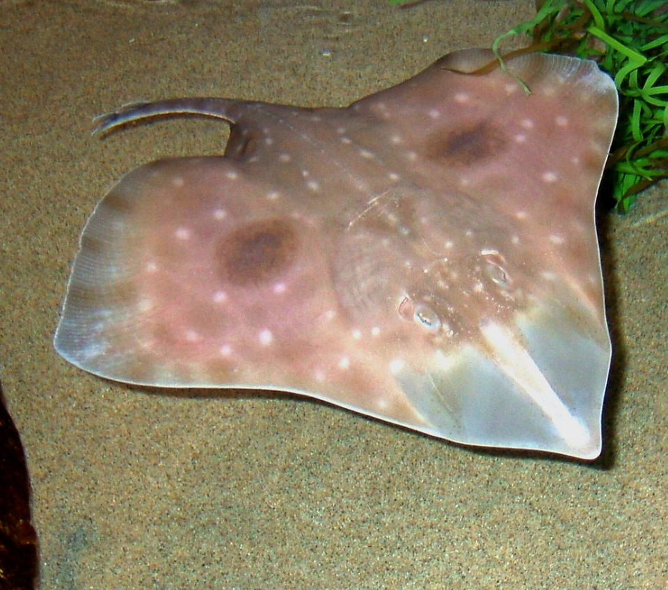 Cartilaginous Fish