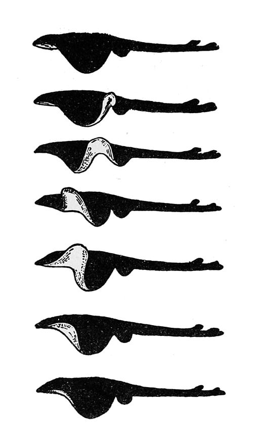 Skates