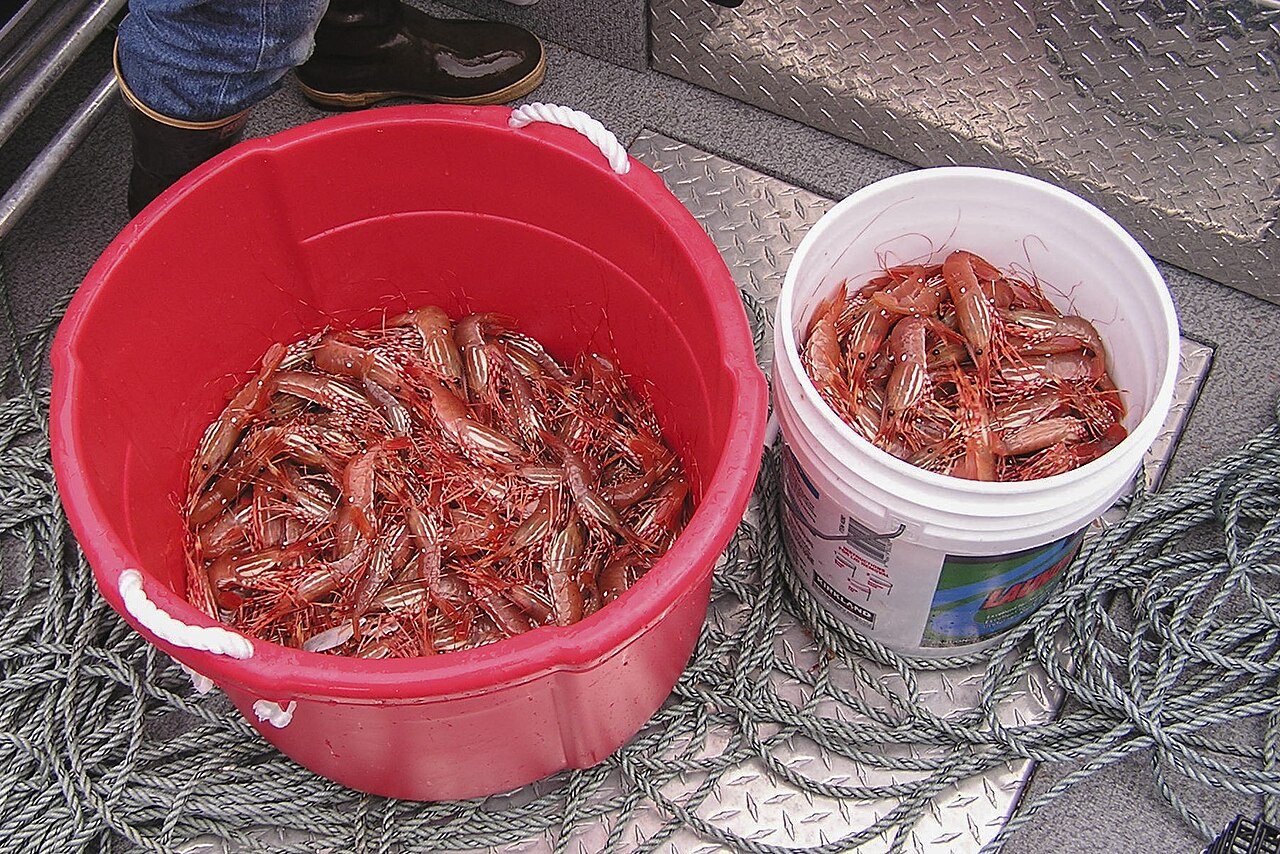 Small shrimp