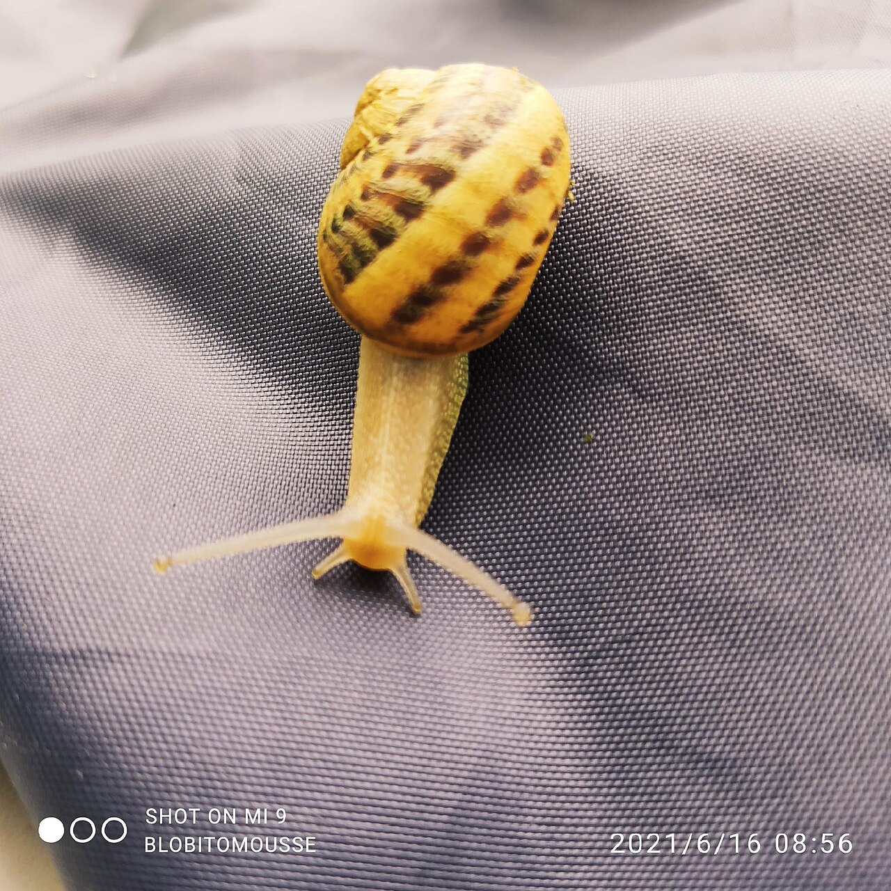 Snail