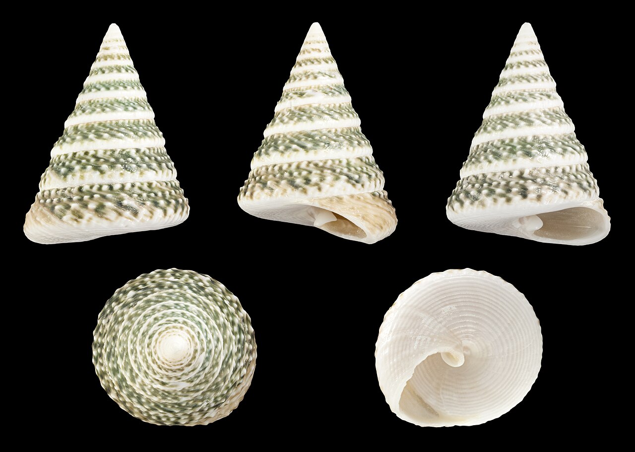 Snail