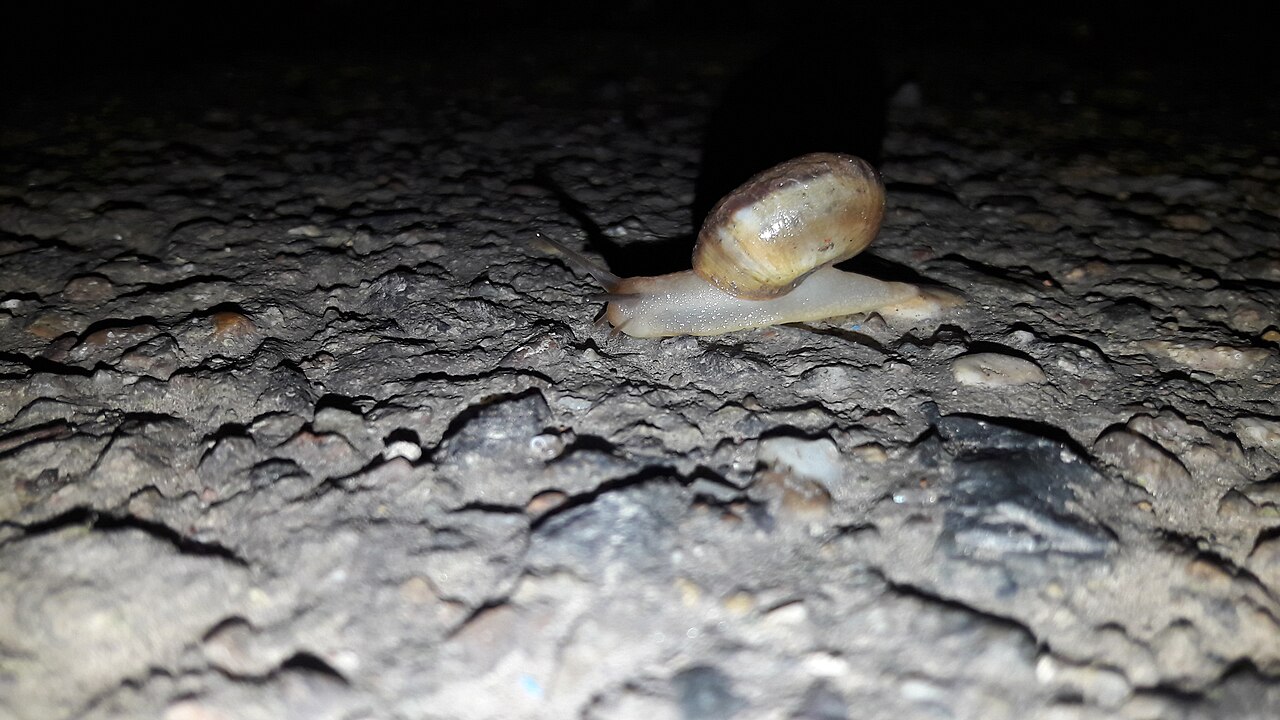 Snail