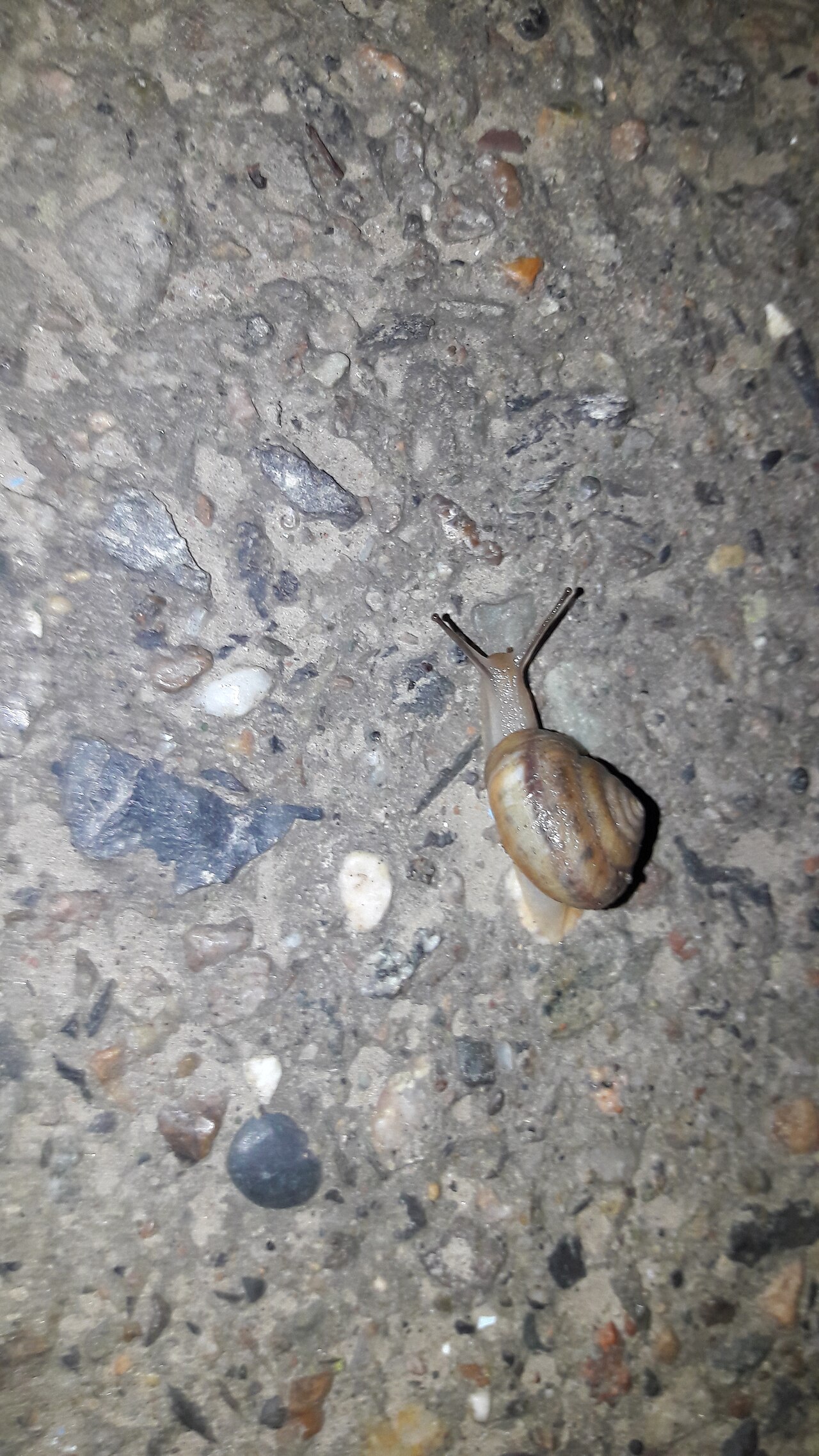 Snail