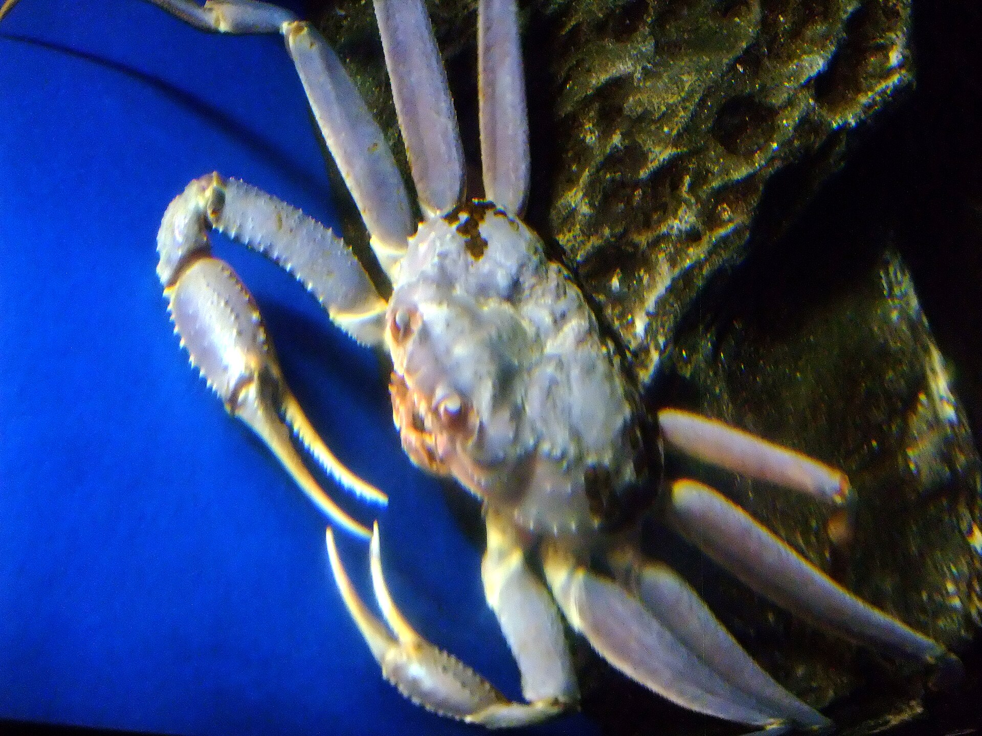 Snow crab