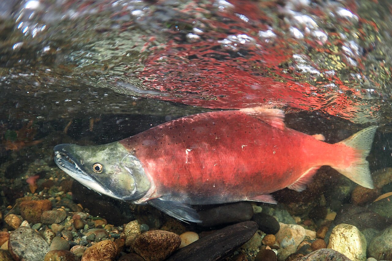 Sockeye salmon