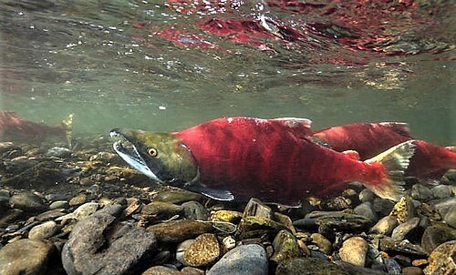 Sockeye salmon