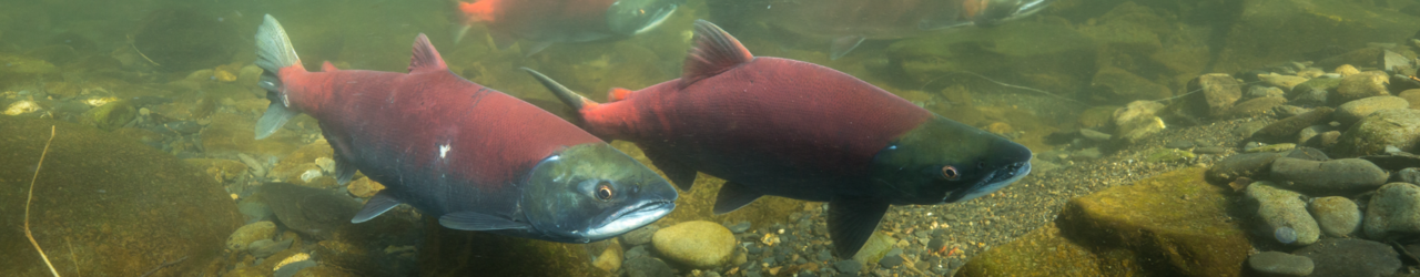 Sockeye salmon