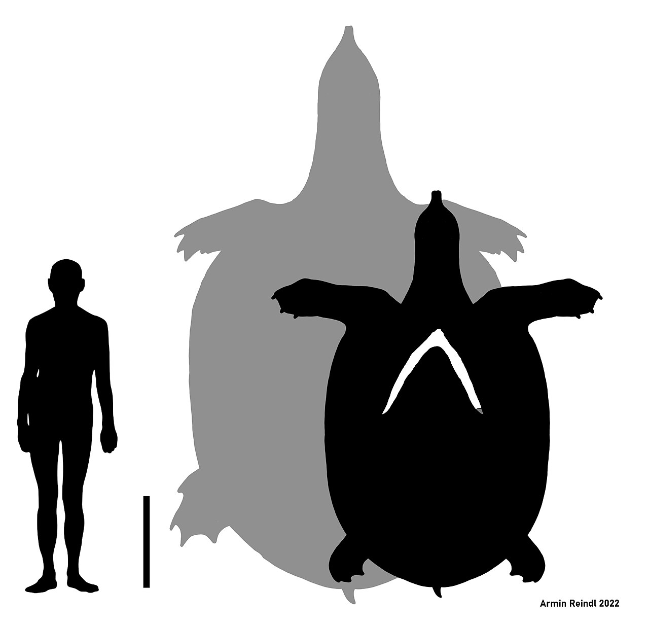 Softshell turtle