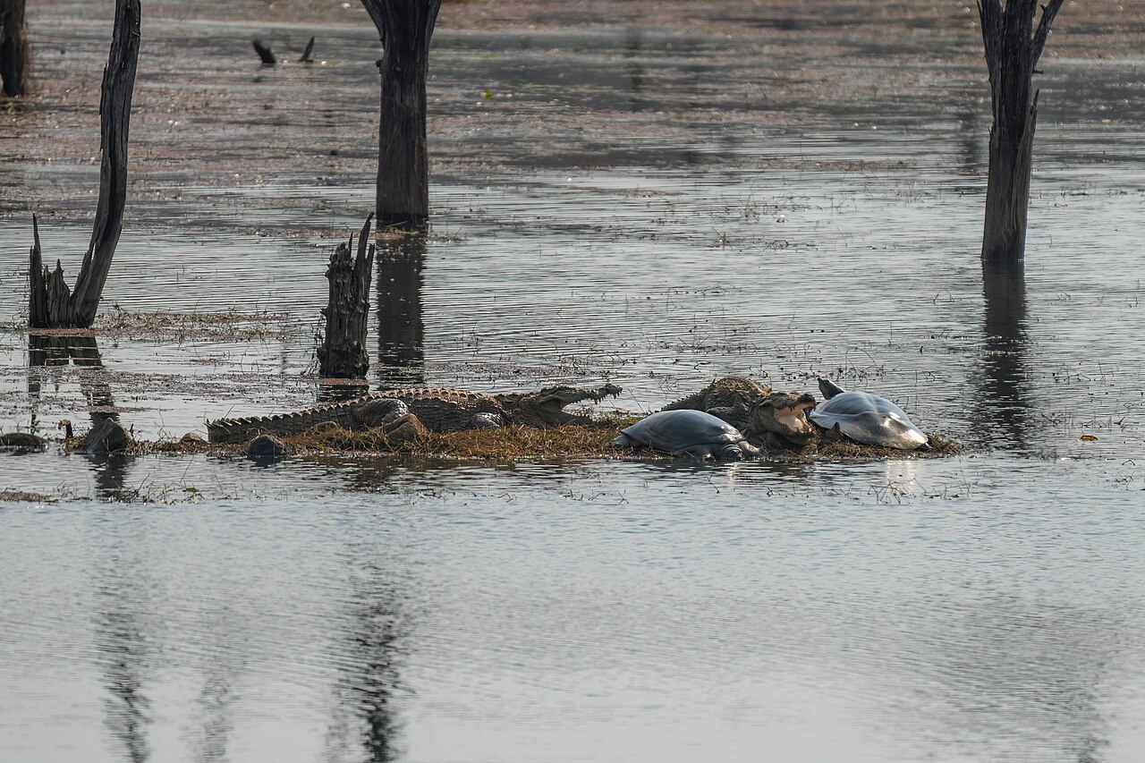 Softshell turtle