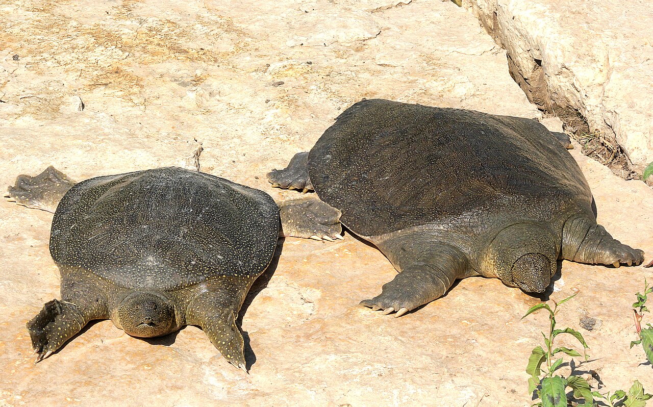 Softshell turtle