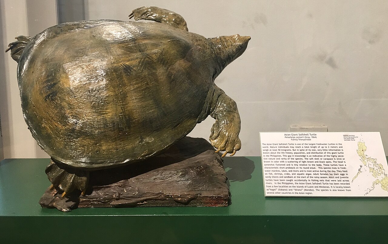 Softshell turtle