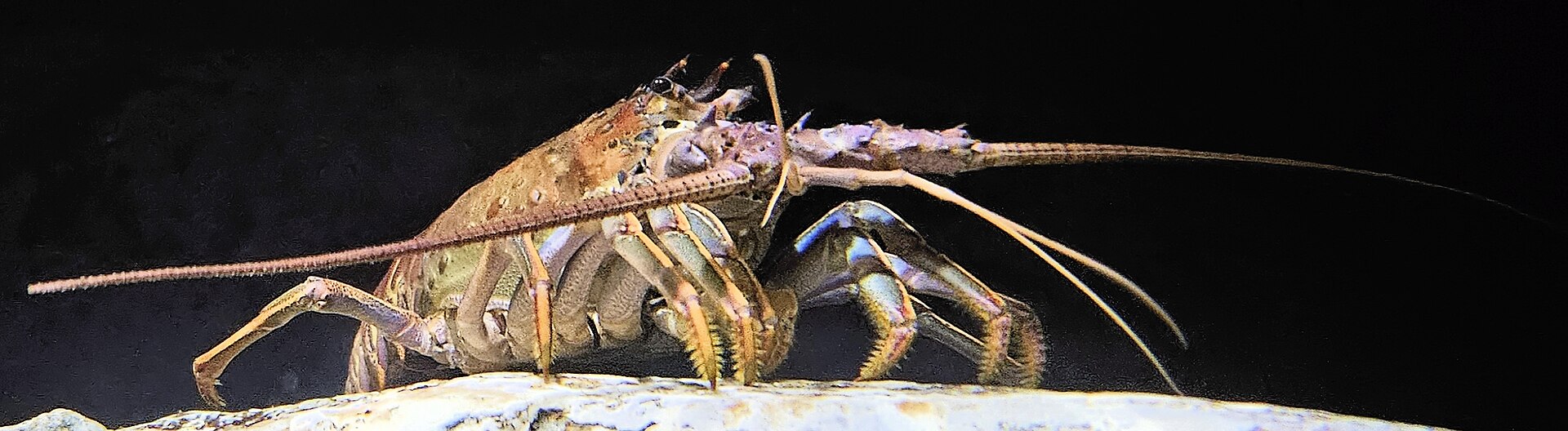Spiny lobster