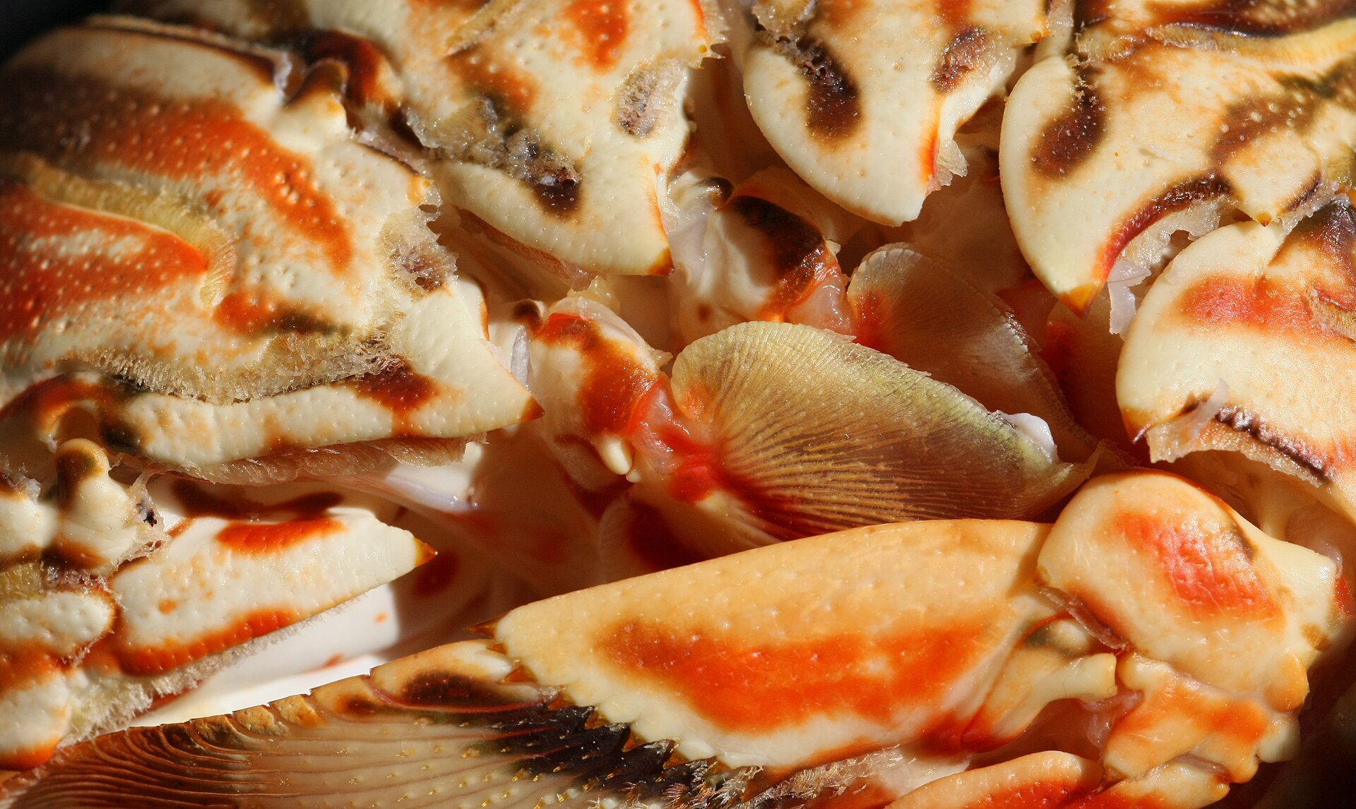 Spiny lobster