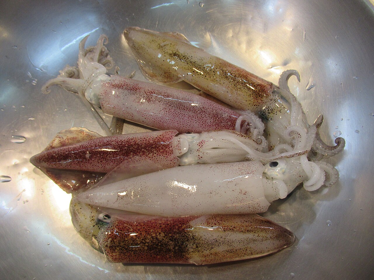 Squid