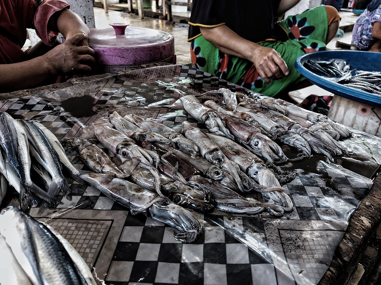 Squid