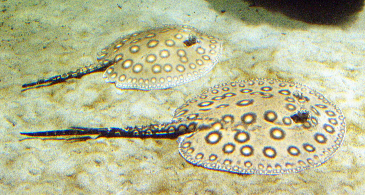 Stingrays