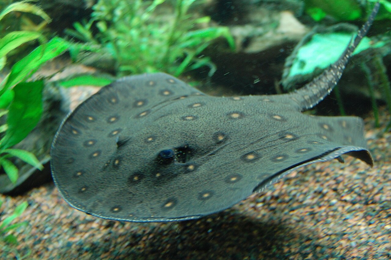 Stingrays
