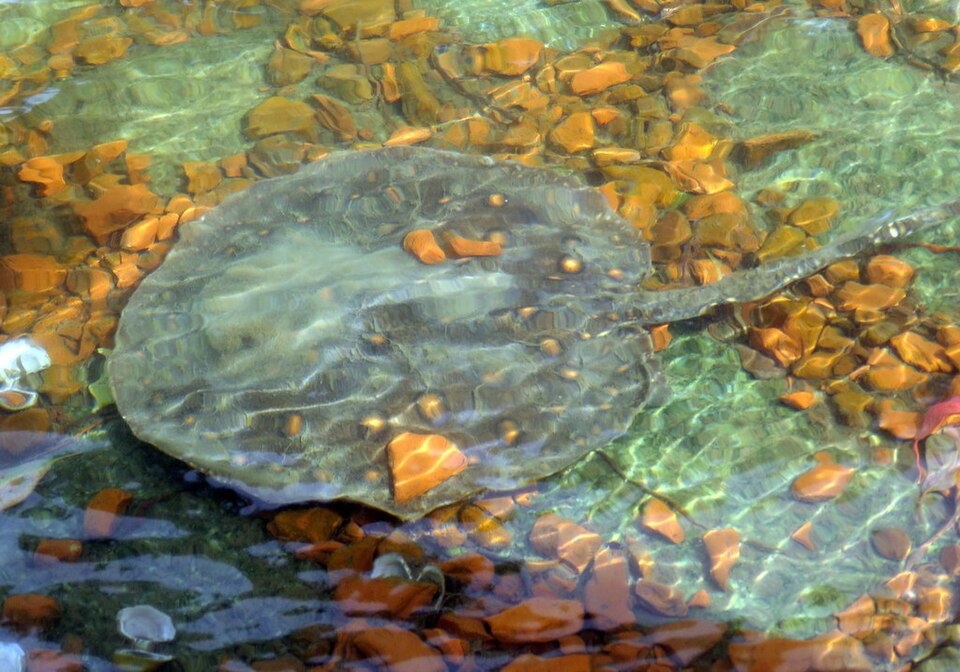 Stingrays