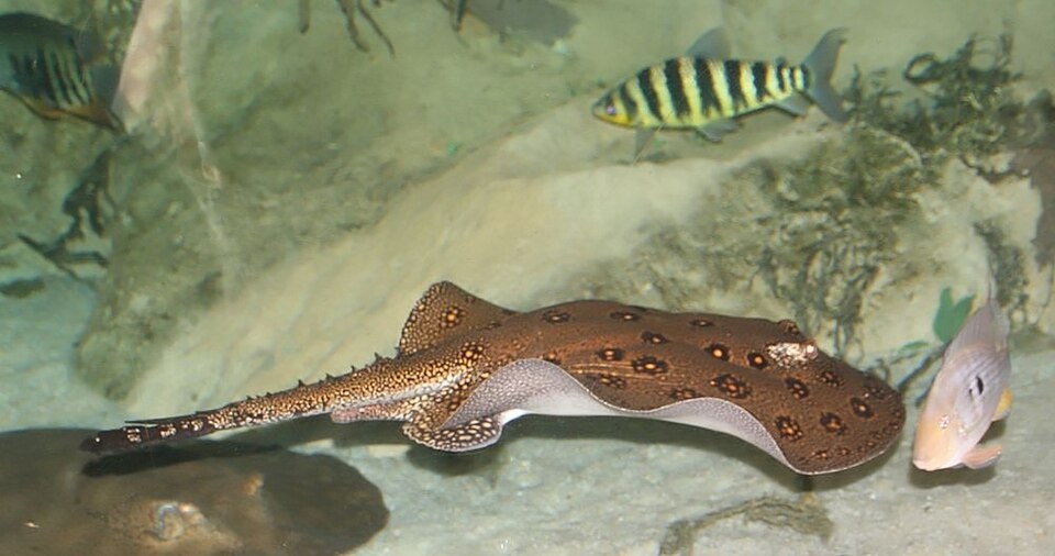 Stingrays